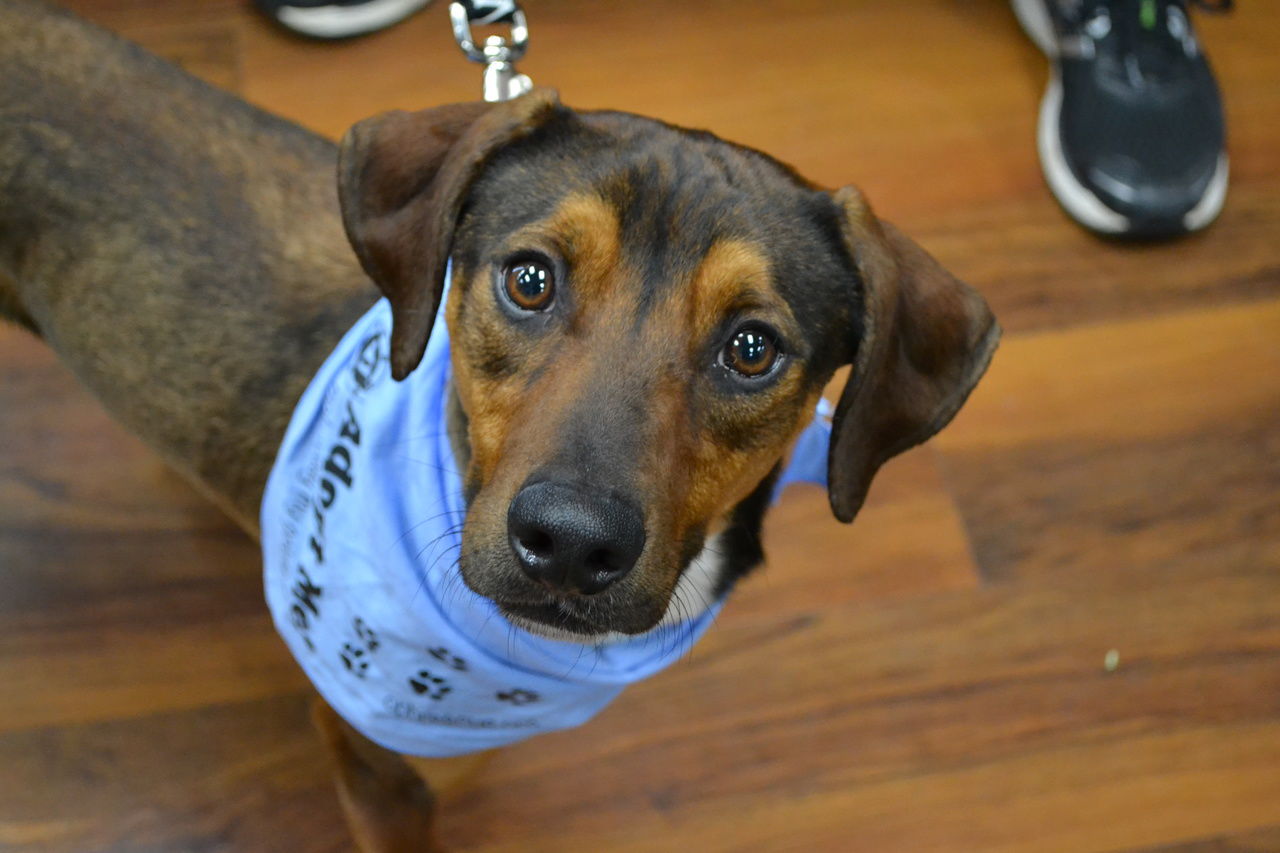 Operation Paws for Homes - Diglett1.jpg